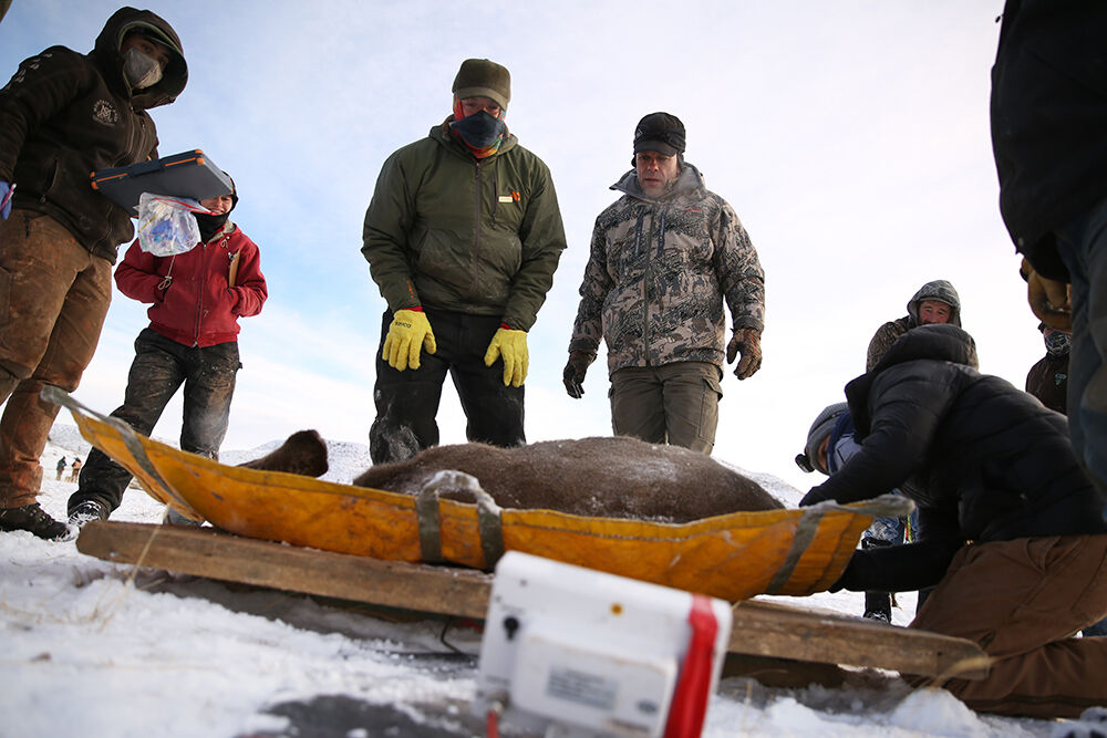 Zach Turnbull looks for the final weight of the doe